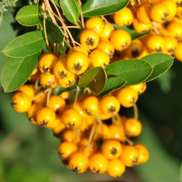 Pyracantha Soleil d'or - Buisson ardent Soleil d'or