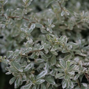 Pyracantha Sparkler