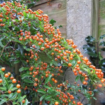 Pyracantha Teton - Buisson ardent