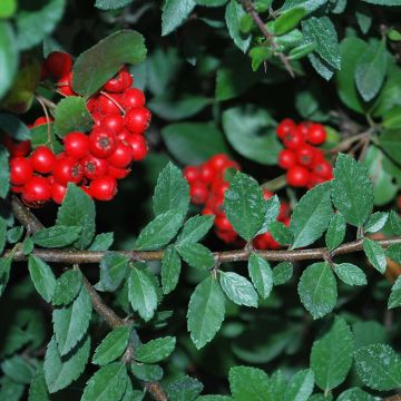 Pyracantha coccinea red column - Buisson ardent red column