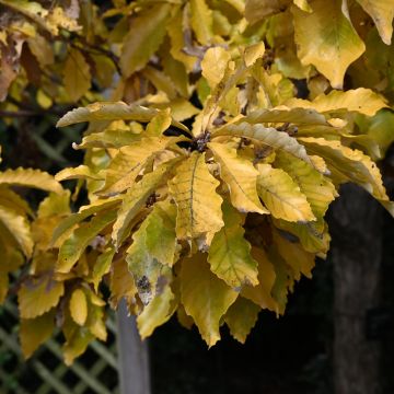 Quercus cerris - Chêne chevelu ou Chêne lombard