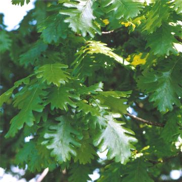Chêne de Hongrie - Quercus frainetto