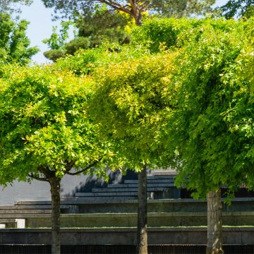 Chêne des marais - Quercus palustris Green Dwarf