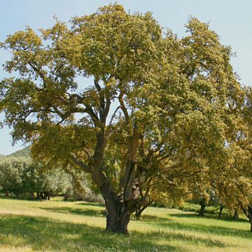 Chêne liège - Quercus suber