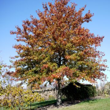 Chêne des marais - Quercus palustris