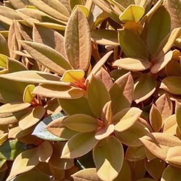 Rhododendron hybride Easydendron INKARHO Rusty Dane