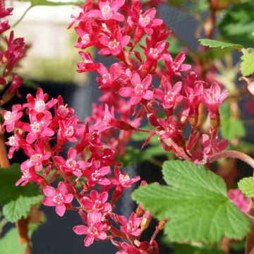 Ribes sanguineum Amore - Groseillier à fleurs