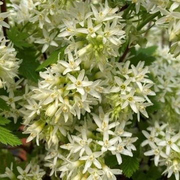 Ribes sanguineum Oregon Snowflake - Groseillier à fleurs