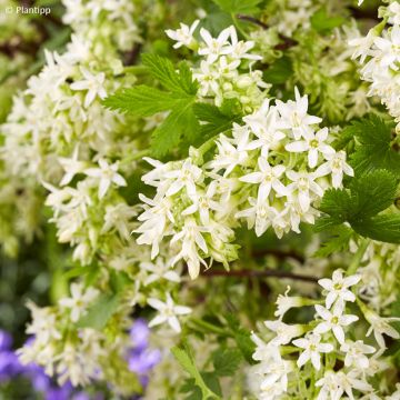 Ribes sanguineum Oregon Snowflake - Groseillier à fleurs