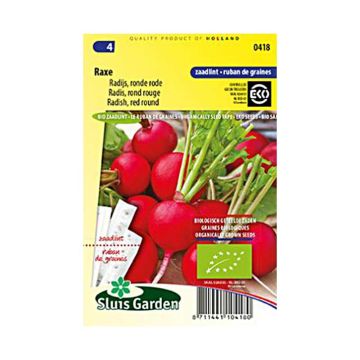 Radis Rond rouge Raxe Bio - Raphanus sativus