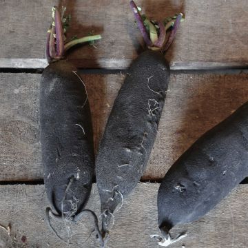 Radis noir long maraicher Bio - Ferme de Sainte Marthe