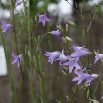 Raiponce - Campanula rapunculus