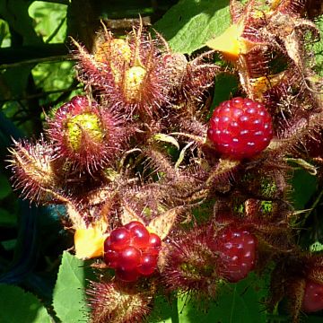 Raisin ou Mûrier du Japon - Rubus phoenicolasius