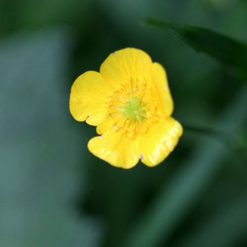 Ranunculus flammula - Renoncule flammette