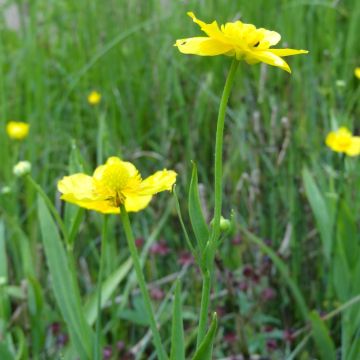 Ranunculus lingua - Grande douve