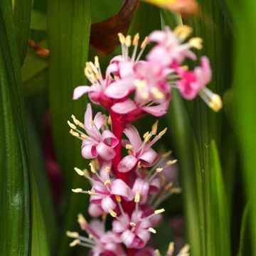 Reineckea carnea - Muguet de Chine, Muguet japonais