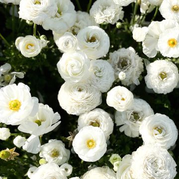 Renoncule fleur double blanc