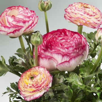 Renoncule des fleuristes Vortex F1 Red - Ranunculus hybrida