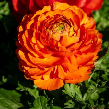 Renoncule des fleuristes Vortex F1 Orange - Ranunculus hybrida