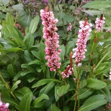 Renouée - Persicaria affinis Donald Lowndes