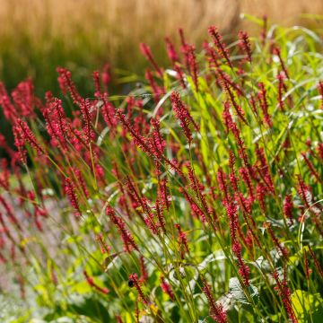 Renouée - Persicaria amplexicaulis Bloody Mary