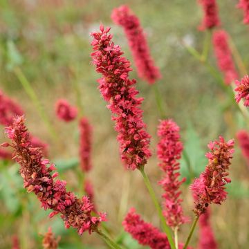 Renouée - Persicaria amplexicaulis Fat Domino