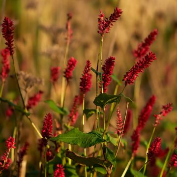 Renouée - Persicaria amplexicaulis Vesuvius