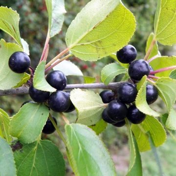 Rhamnus catharticus - Nerprun purgatif, cathartique, officinal 