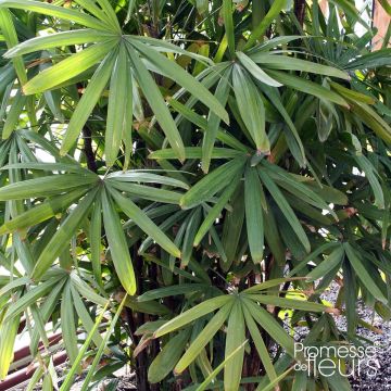 Rhapis excelsa - Palmier bambou