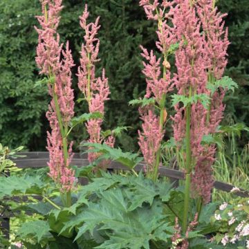 Rhubarbe palmée - Rheum palmatum var. tanguticum