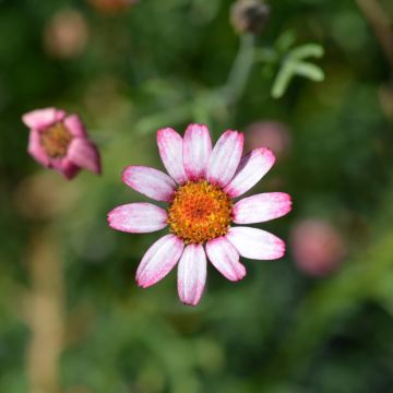 Rhodanthemum Marrakesh - Marguerite du Maroc hybride