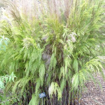 Rhodocoma capensis - Restio