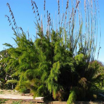 Rhodocoma gigantea - Restio géant