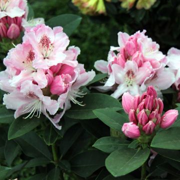 Rhododendron Albert Schweitzer - Grand Rhododendron