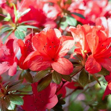 Azalée du Japon Ardeur - Rhododendron hybride