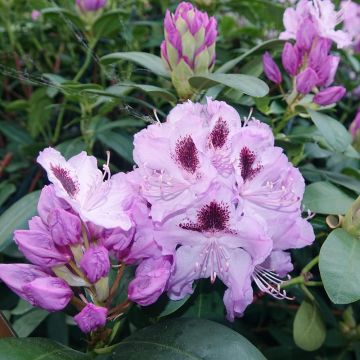 Rhododendron hybride Blue Jay