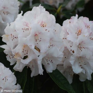 Rhododendron Boddaertianum - Grand rhododendron