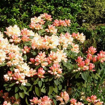 Rhododendron Golden Torch - Rhododendron nain