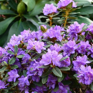 Rhododendron Gristede