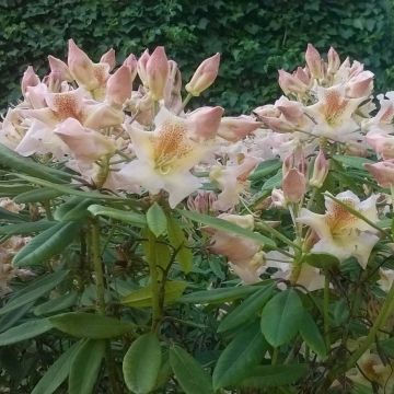 Rhododendron Inkarho Bernstein