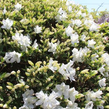 Azalée du Japon Luzi - Rhododendron hybride