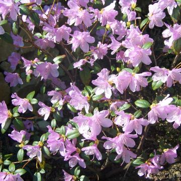 Rhododendron Praecox - Rhododendron nain