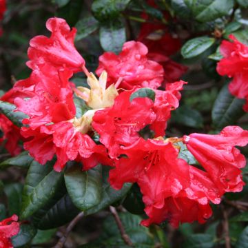 Rhododendron Scarlet Wonder - Rhododendron nain.