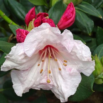 Rhododendron Virginia Richards - Petit Rhododendron