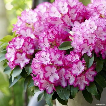 Rhododendron XXL®