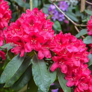 Rhododendron hybride Lord Roberts