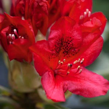 Rhododendron hybride Red Jack