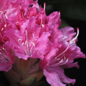 Rhododendron hybride Rocket