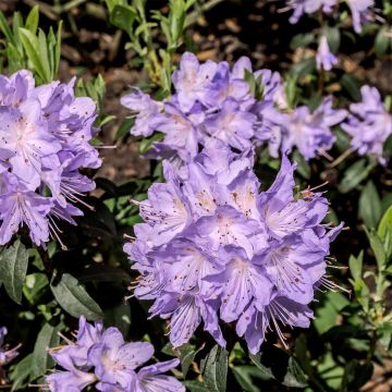 Rhododendron impeditum Ramapo