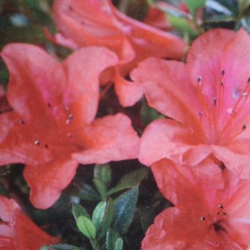 Azalée du Japon Nakaharai Orange - Azalea japonica